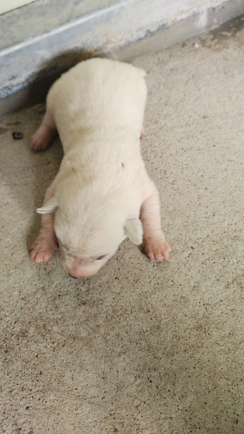 익산유기동물보호소_445468202401883