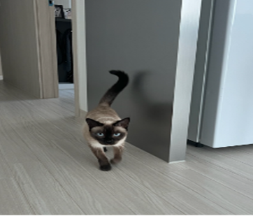 대전동물보호센터_430367202400456