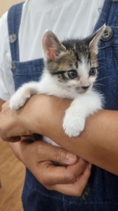보호중 한국 고양이…