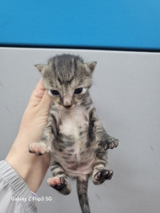 제주 동물보호센터_450650202401990
