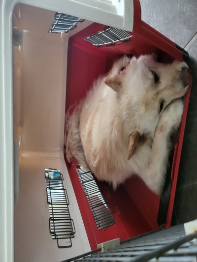 동부동물보호협회_426335202400181