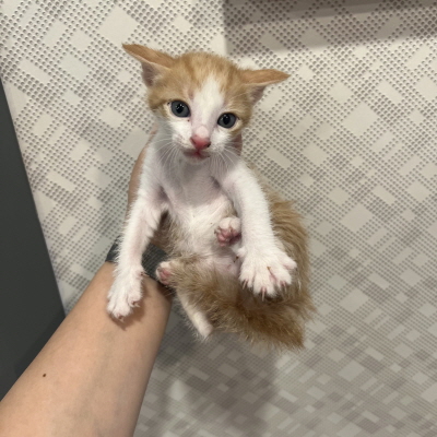 (사)동부동물보호협회_426330202400186