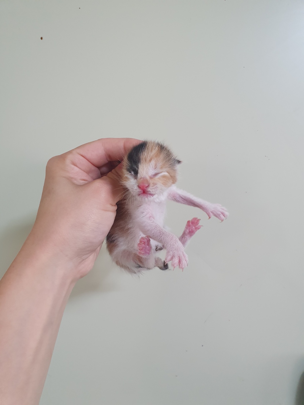보호중 한국 고양이…