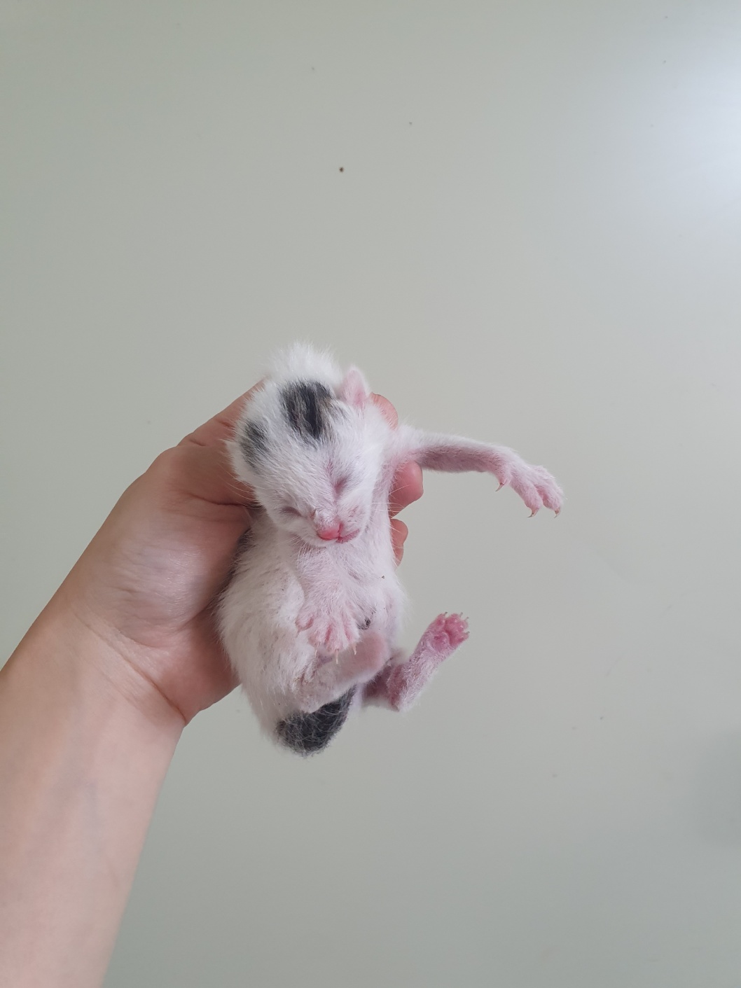 부산동물보호센터_426325202400275