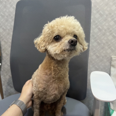 종료(반환) 푸들의…