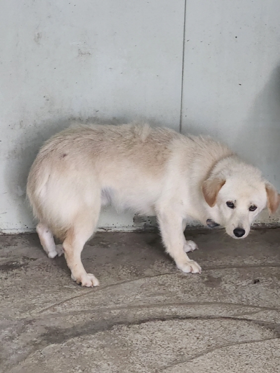 예천군유기동물보호소_447523202400459