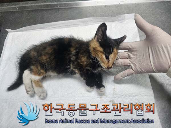 한국동물구조관리협회_441559202400793