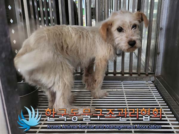 보호중 믹스견의 가…
