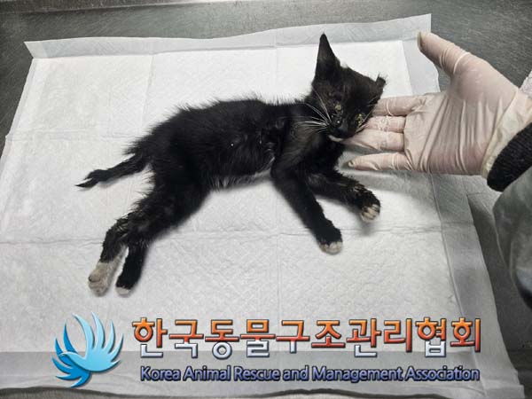 한국동물구조관리협회_441559202400794