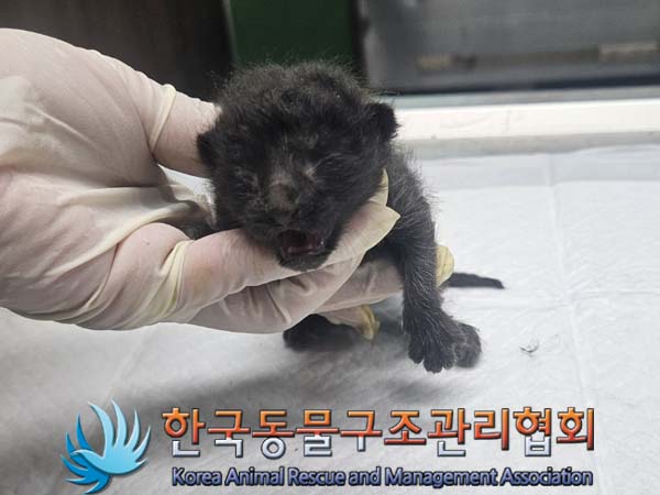 한국동물구조관리협회_411300202400283