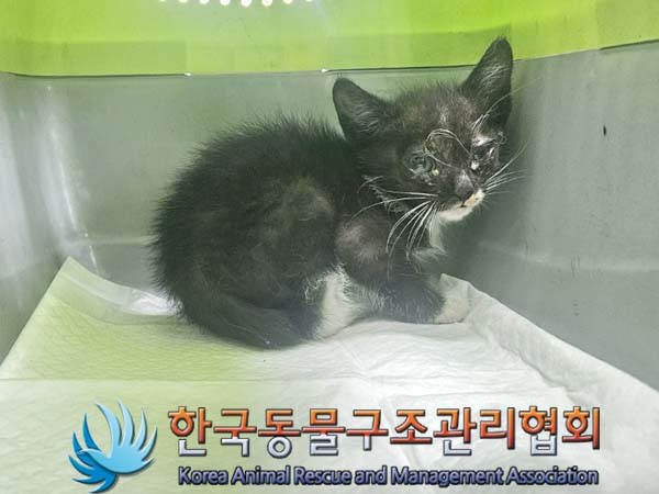 종료(입양) 한국 …