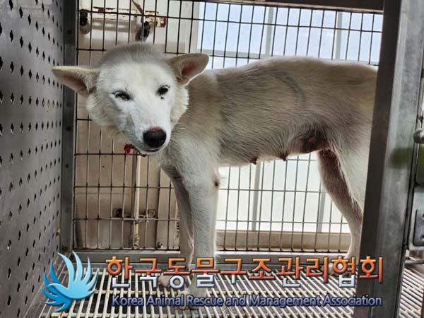 한국동물구조관리협회_441406202401190