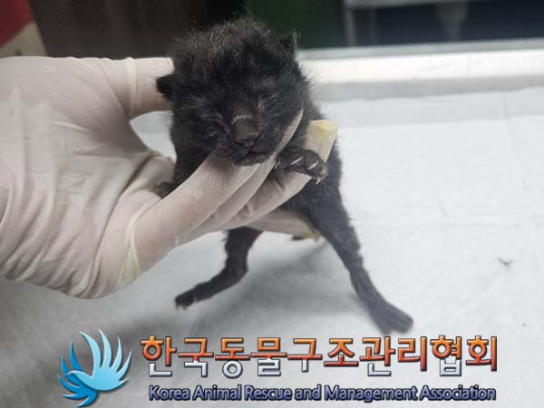 한국동물구조관리협회_411300202400284