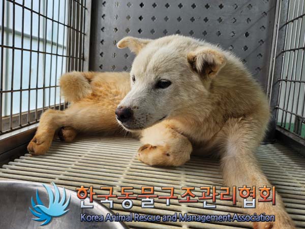 한국동물구조관리협회_441406202401189