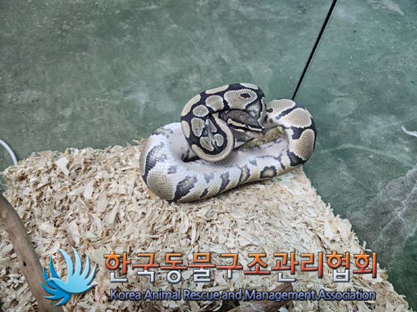 보호중 뱀의 가족 …