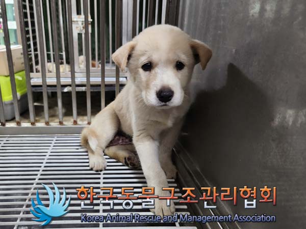 종료(안락사) 믹스…