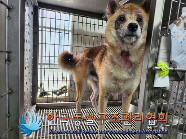 한국동물구조관리협회_411305202400428