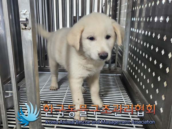 한국동물구조관리협회_441406202401191