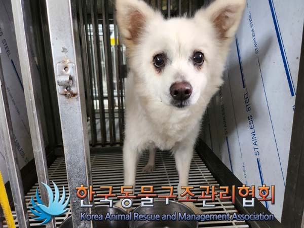 보호중 믹스견의 가…
