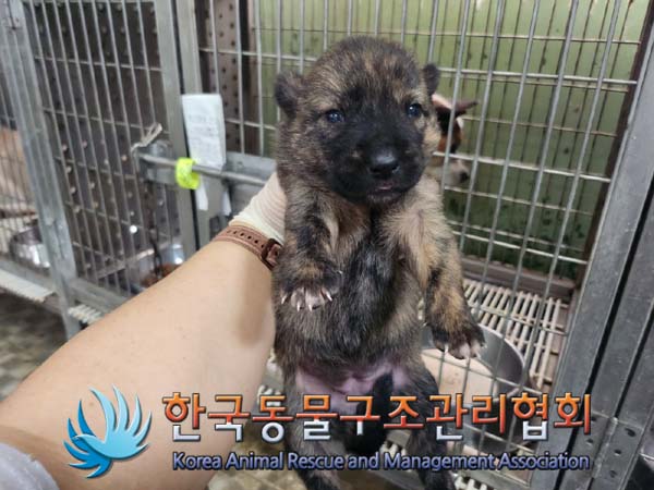 한국동물구조관리협회_441406202401201