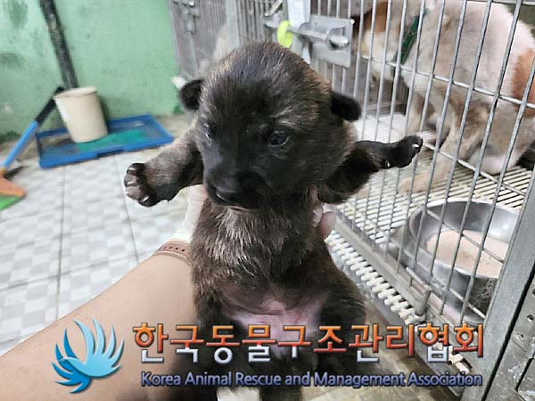 한국동물구조관리협회_441406202401199