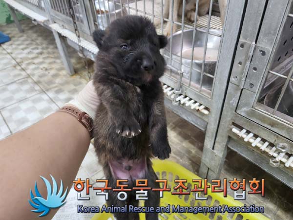 한국동물구조관리협회_441406202401204