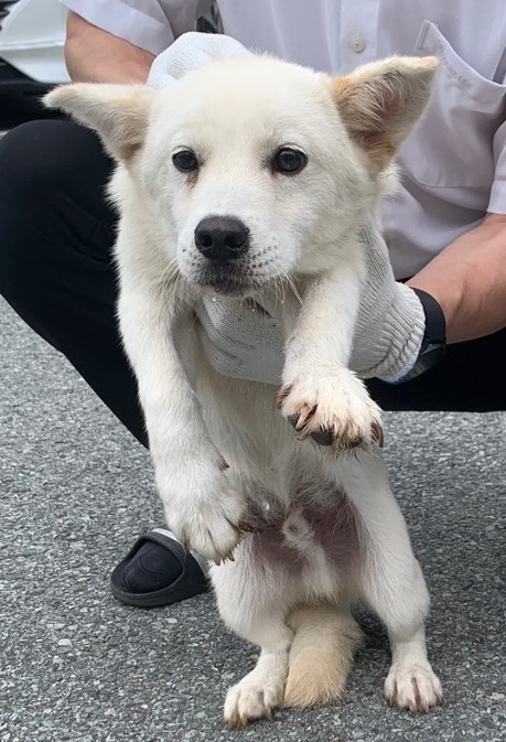 강진군 유기견 보호소_446492202400104
