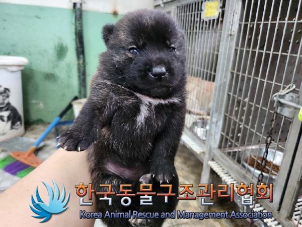 한국동물구조관리협회_441406202401200
