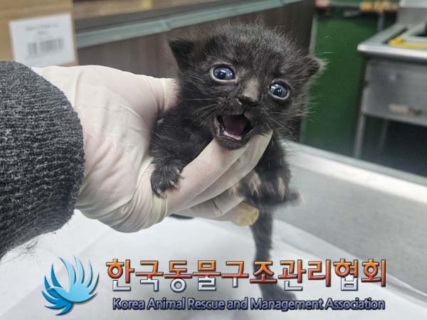 종료(입양) 한국 …