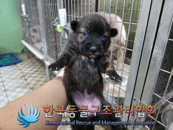 한국동물구조관리협회_441406202401203