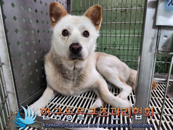 한국동물구조관리협회_441404202400365