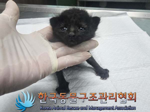 종료(입양) 한국 …