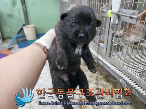 한국동물구조관리협회_441406202401202