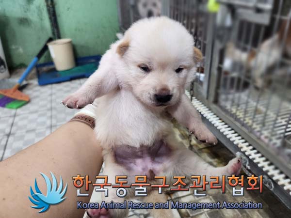 종료(안락사) 믹스…