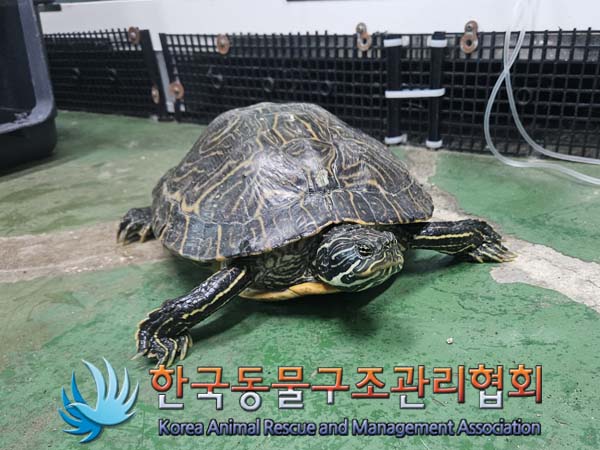 한국동물구조관리협회_411323202400744