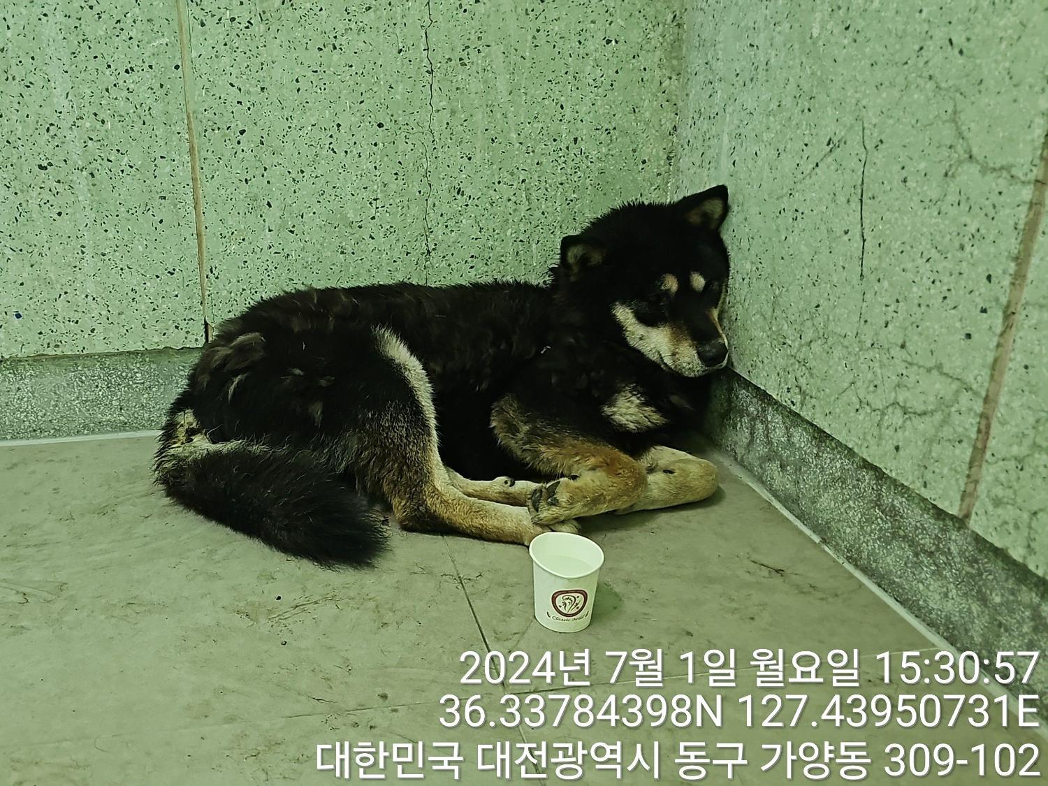 종료(안락사) 믹스…