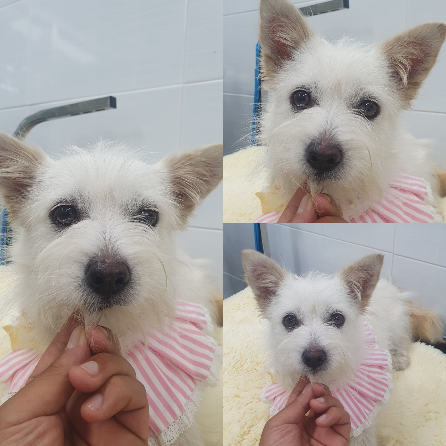 경주동물사랑보호센터_447505202400621