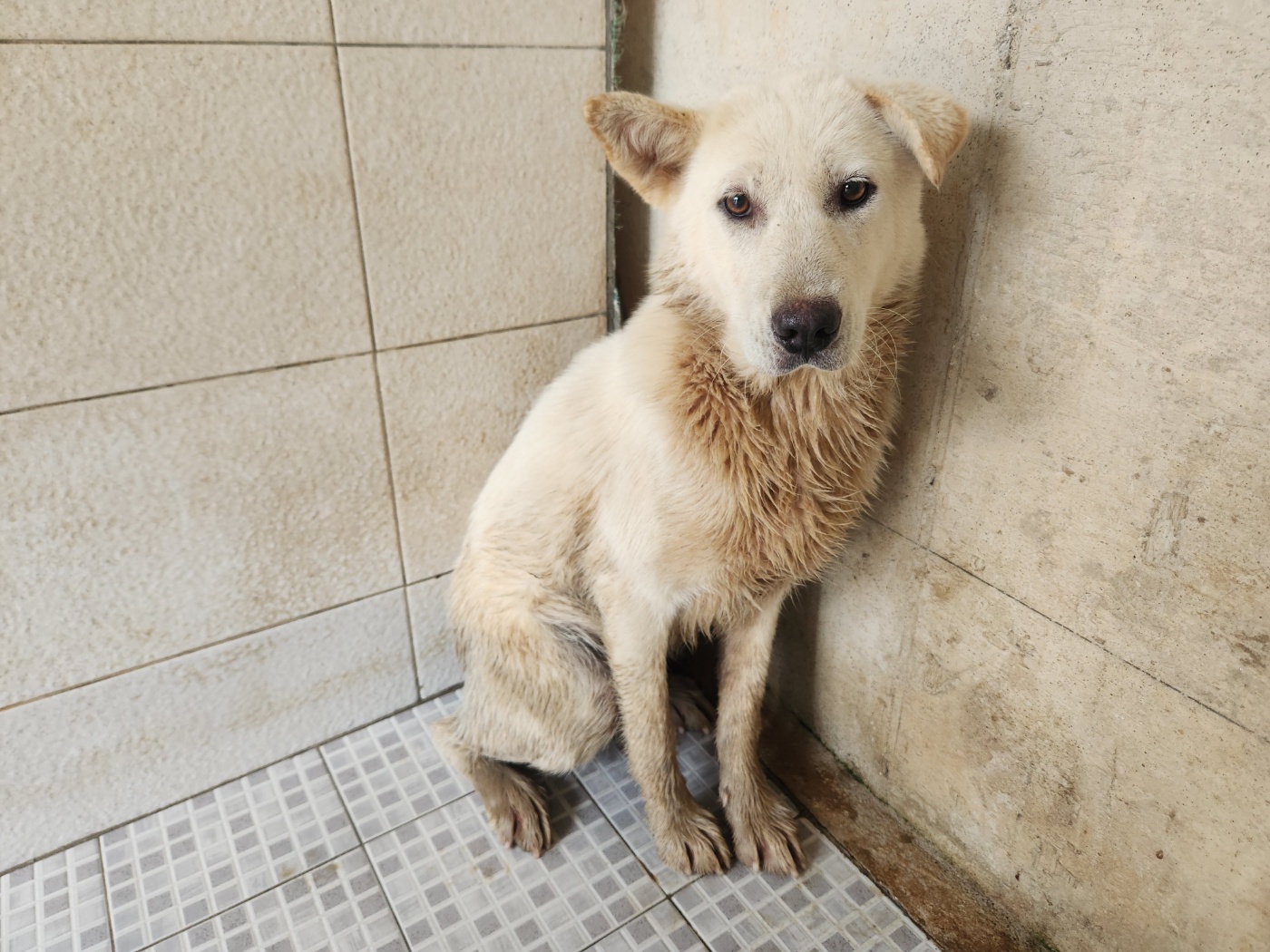 광주 동물보호소_429362202400606