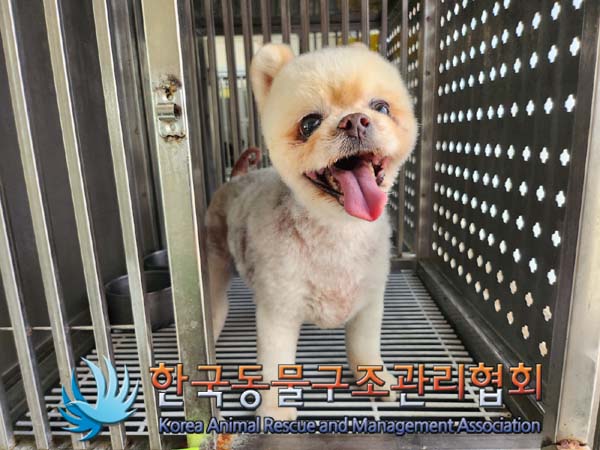 종료(반환) 포메라…
