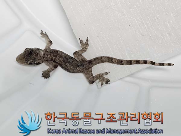 종료(자연사) 도마…