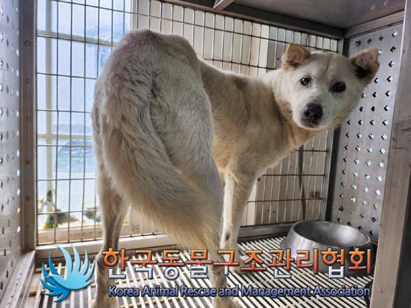 종료(안락사) 믹스…