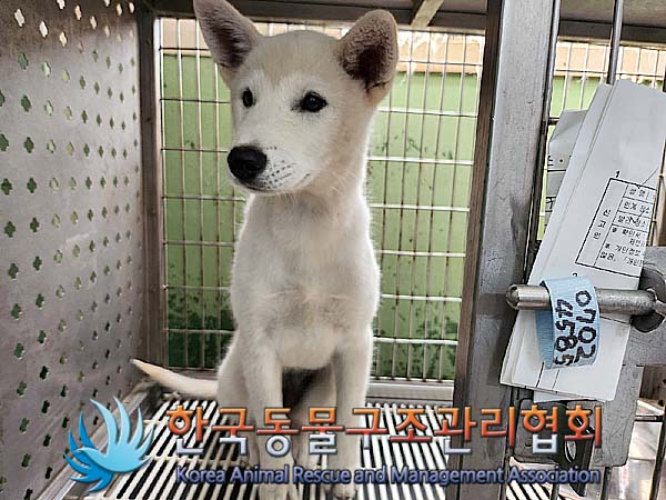 한국동물구조관리협회_411311202400582