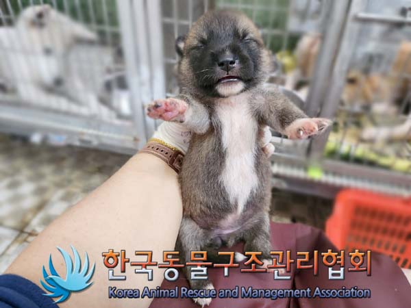 한국동물구조관리협회_441406202401212
