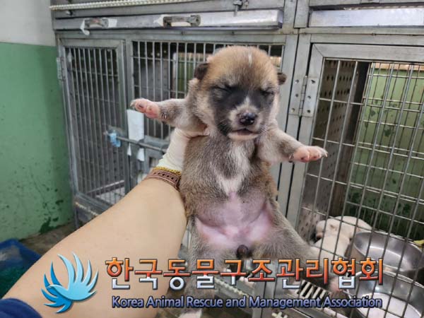 한국동물구조관리협회_441406202401208