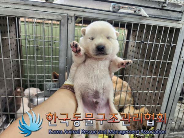 종료(자연사) 믹스…
