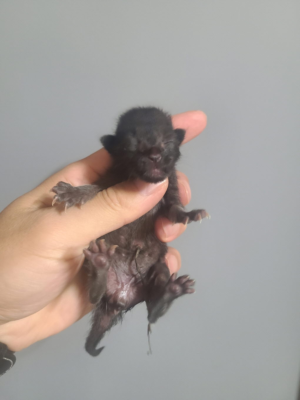 속초시유기동물보호소_442423202400301