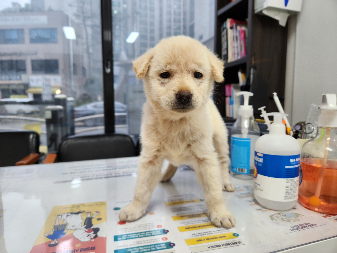 광주TNR동물병원초월_441554202401288