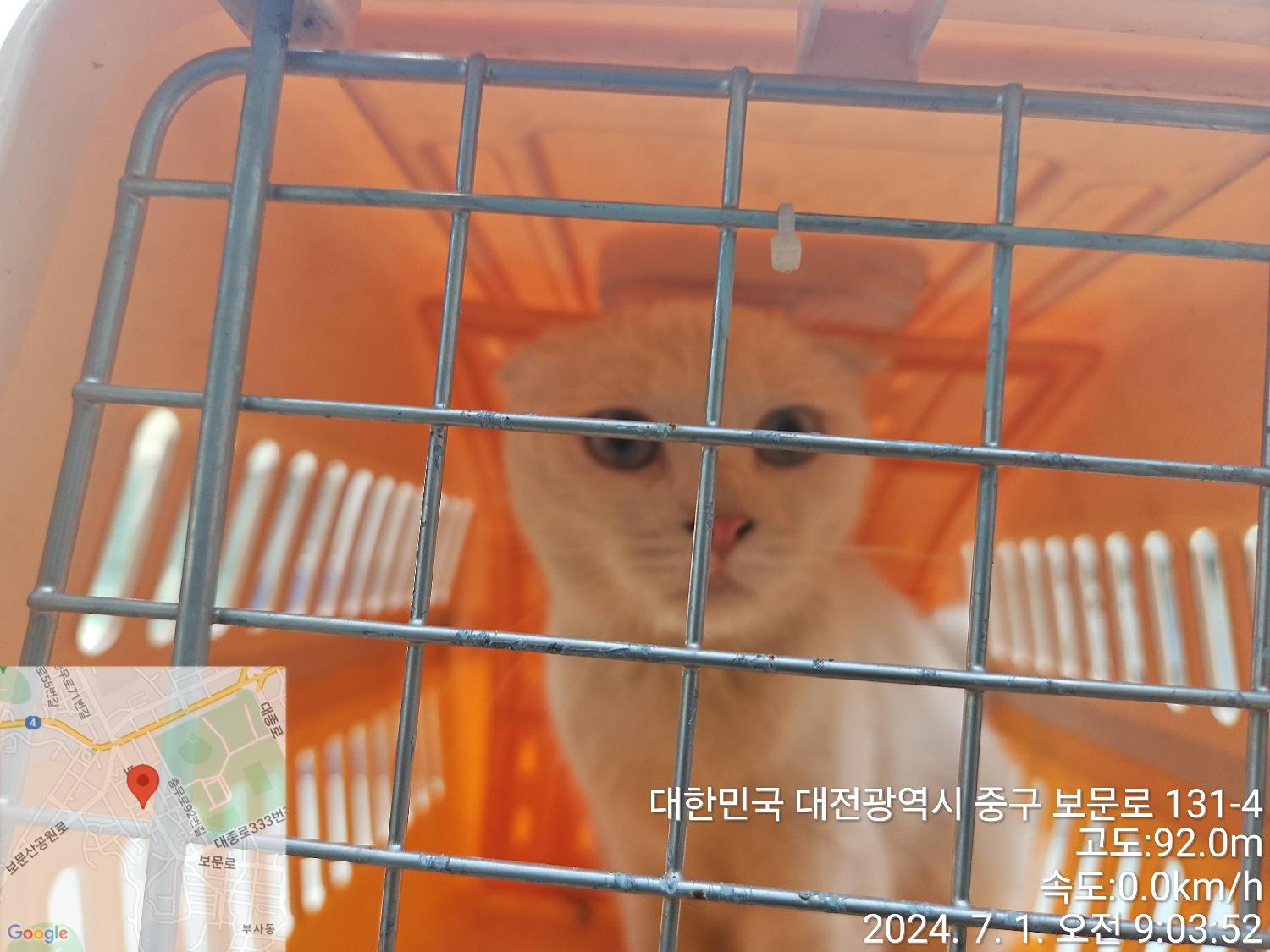 보호중 스코티시폴드…