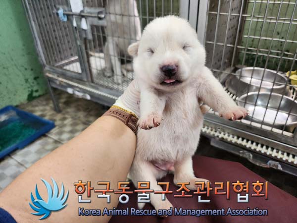 한국동물구조관리협회_441406202401213