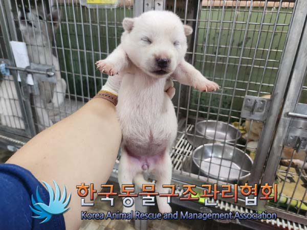 한국동물구조관리협회_441406202401211